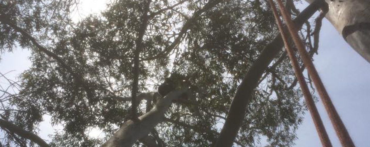 Canopy Mangement and Dead Wooding