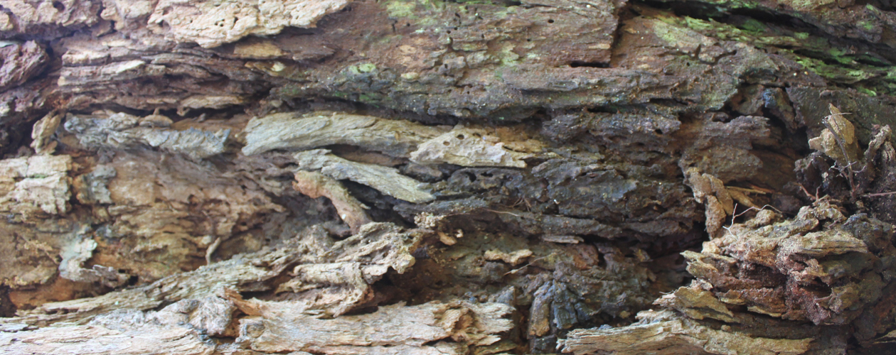 Hazardous tree identification and solutions